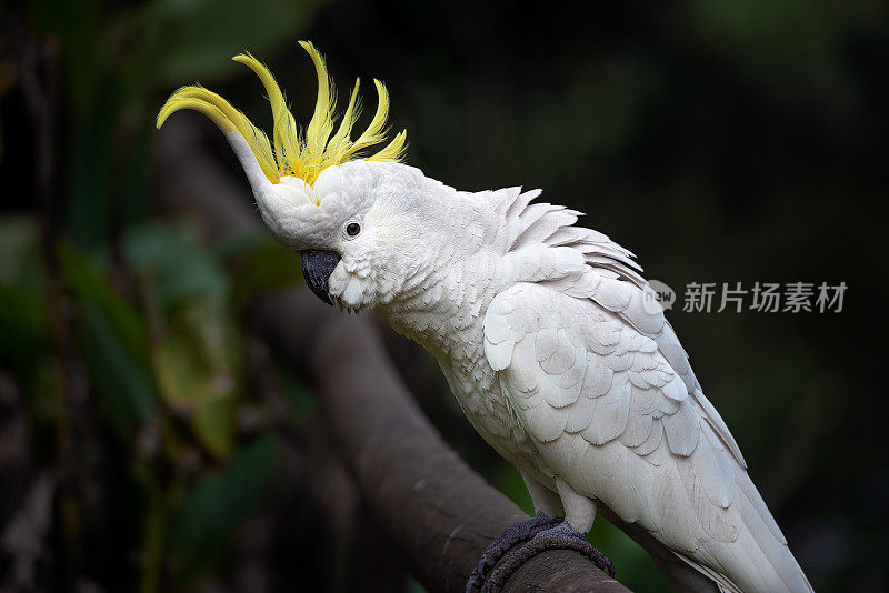 硫磺凤头鹦鹉(Cacatua galerita)